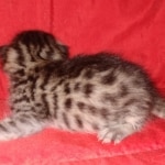 Mau, Bronze, Male, DOB 8-24-20