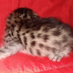 Mau, Bronze, Male, DOB 8-24-20