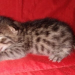 Mau, Bronze, Male, DOB 8-24-20