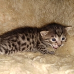 Ra, Mau, Bronze, Male, DOB 8-24-20