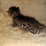 Ra, Mau, Bronze, Male, DOB 8-24-20