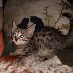 Ra, Mau, Bronze, Male, DOB 8-24-20