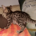 Ra, Mau, Bronze, Male, DOB 8-24-20