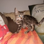 IRa, Mau, Bronze, Male, DOB 8-24-20