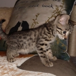 Ra, Mau, Bronze, Male, DOB 8-24-20