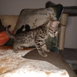 Ra, Mau, Bronze, Male, DOB 8-24-20