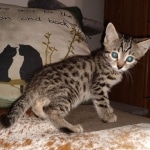 Ra, Mau, Bronze, Male, DOB 8-24-20