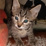 Ra, Mau, Bronze, Male, DOB 8-24-20