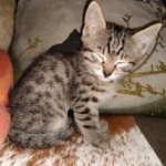 Ra, Mau, Bronze, Male, DOB 8-24-20