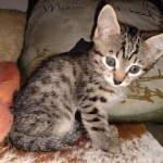 Ra, Mau, Bronze, Male, DOB 8-24-20