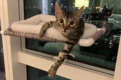 Leo, Egyptian Mau, Bronze, Male DOB 9-26-18