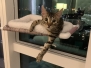 Leo, Egyptian Mau, Bronze, Male DOB 9-26-18