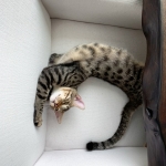 Leo, Mau, Bronze, Male, DOB 9-26-18