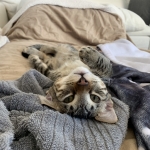 Leo, Mau, Bronze, Male, DOB 9-26-18