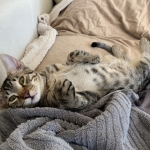 Leo, Mau, Bronze, Male, DOB 9-26-18