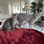 Leo, Mau, Bronze, Male, DOB 9-26-18