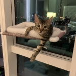 Leo, Mau, Bronze, Male, DOB 9-26-18