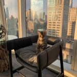 Leo, Mau, Bronze, Male, DOB 9-26-18