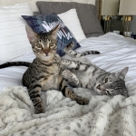 Leo, Mau, Bronze, Male, DOB 9-26-18