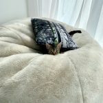 Leo, Mau, Bronze, Male, DOB 9-26-18