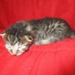 Mau, Bronze, Male, DOB 9-26-18