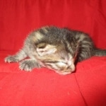 Mau, Bronze, Male, DOB 9-26-18