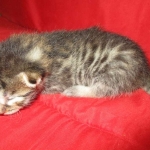 Mau, Bronze, Male, DOB 9-26-18