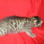 Mau, Bronze, Male, DOB 9-26-18