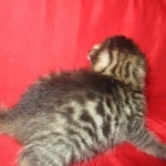Mau, Bronze, Male, DOB 9-26-18