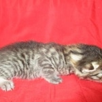 Mau, Bronze, Male, DOB 9-26-18