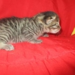 Mau, Bronze, Male, DOB 9-26-18