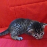 Mau, Bronze, Male, DOB 9-26-18