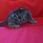 Mau, Bronze, Male, DOB 9-26-18