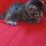 Mau, Bronze, Male, DOB 9-26-18