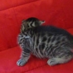 Mau, Bronze, Male, DOB 9-26-18