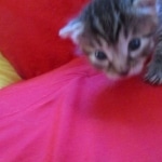 Mau, Bronze, Male, DOB 9-26-18