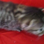 Mau, Bronze, Male, DOB 9-26-18