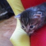 Mau, Bronze, Male, DOB 9-26-18