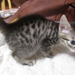 Mau, Bronze, Male, DOB 9-26-18