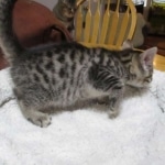 Mau, Bronze, Male, DOB 9-26-18