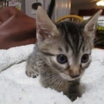 Mau, Bronze, Male, DOB 9-26-18