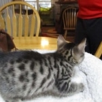 Mau, Bronze, Male, DOB 9-26-18