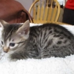 Mau, Bronze, Male, DOB 9-26-18