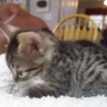 Mau, Bronze, Male, DOB 9-26-18