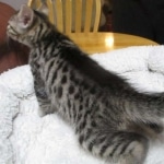 Mau, Bronze, Male, DOB 9-26-18