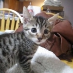 Mau, Bronze, Male, DOB 9-26-18