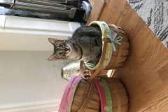 Oz Egyptian Mau Bronze Male DOB 9-27-15 Jeremy