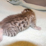 Egyptian Mau, Bronze, Male DOB 9-27-15