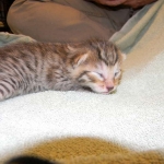 Egyptian Mau, Bronze, Male DOB 9-27-15