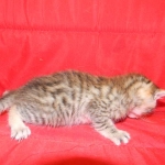 Egyptian Mau, Bronze, Male DOB 9-27-15
